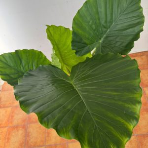 Alocasia 'Gageana'