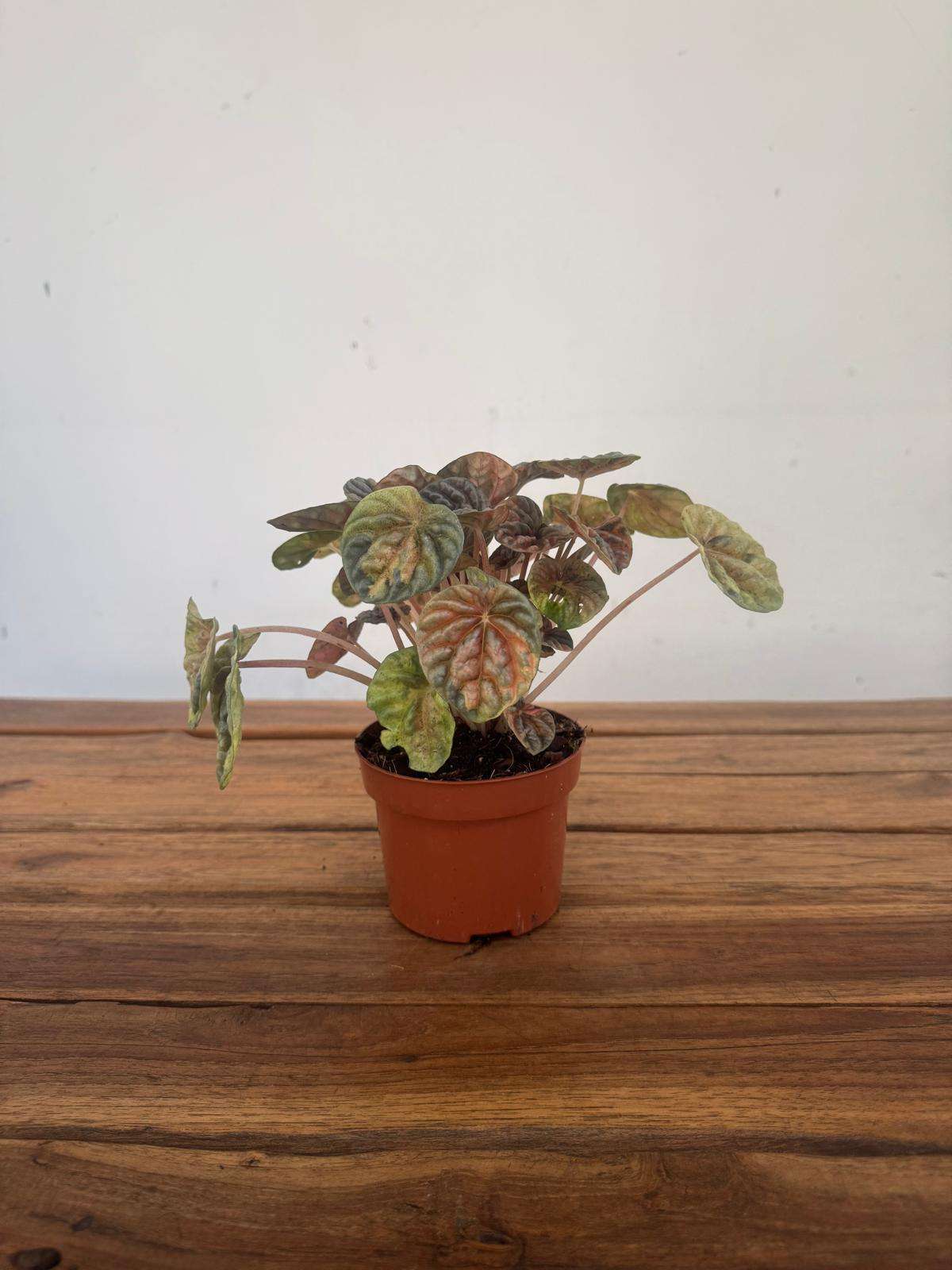 Peperomia Caperata Pink Lady - V.10 - Image 2
