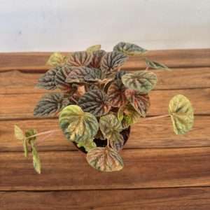 Peperomia Caperata Pink Lady - V.10