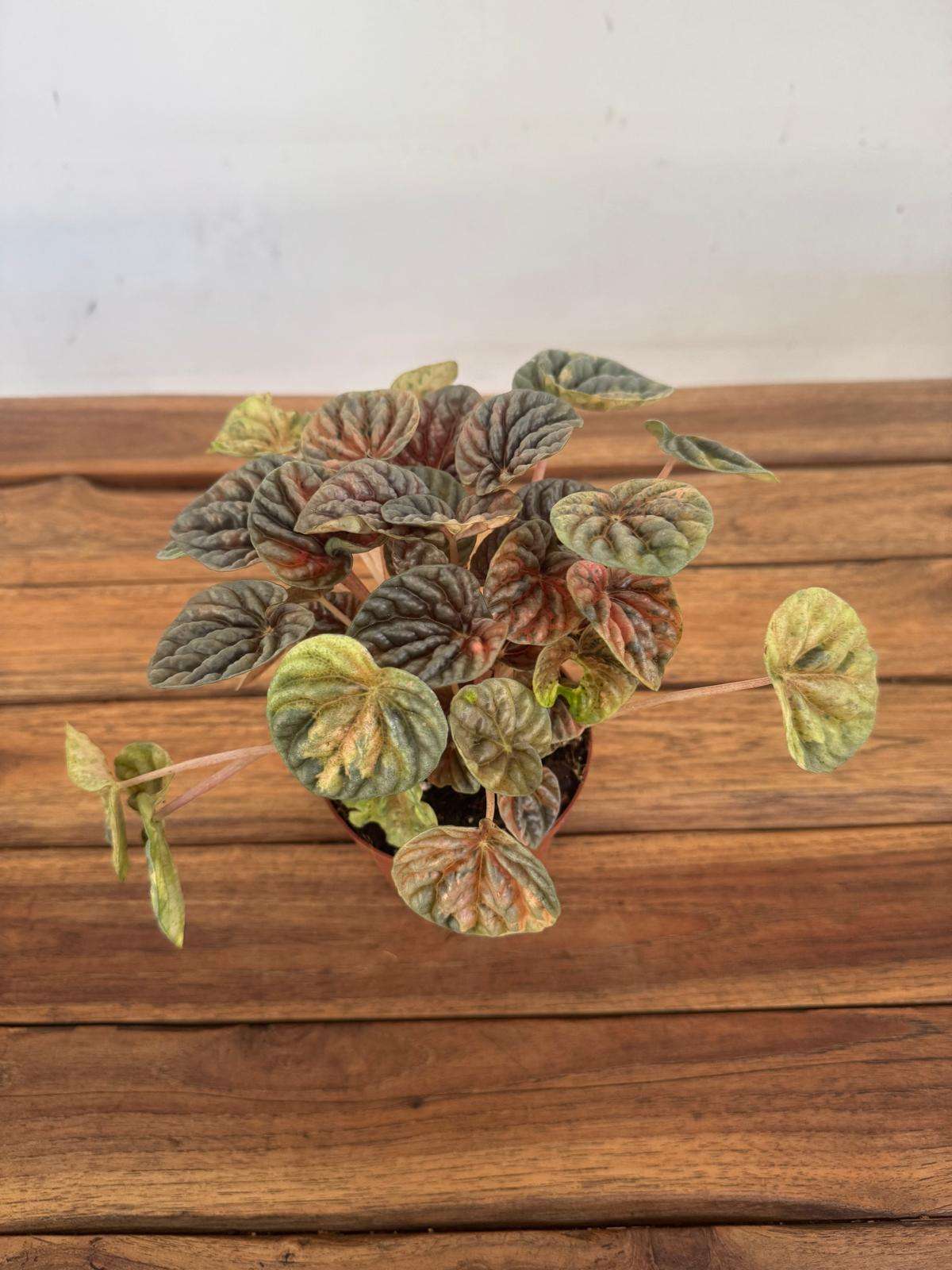 Peperomia Caperata Pink Lady - V.10