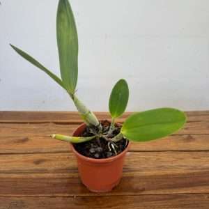 Epidendrum Ciliare 'Sem Flor' - V.16