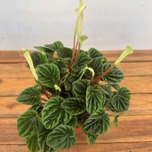 Peperomia Capereta Lilian - V.12