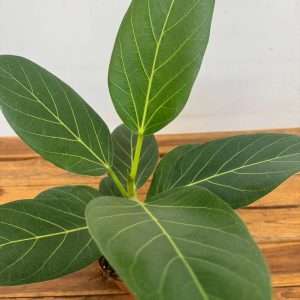 Ficus Benghalensis 'Audrey' - V.12