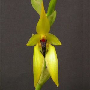 Bulbophyllum Amplebracteatum Carunculatum - Sem Flor