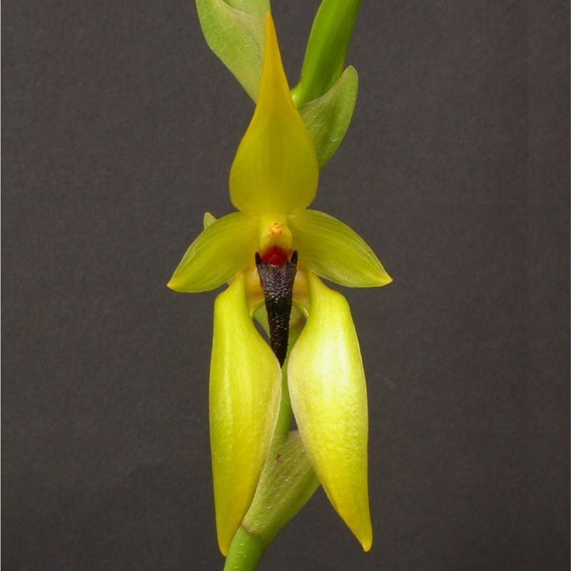 Bulbophyllum Amplebracteatum Carunculatum - Sem Flor