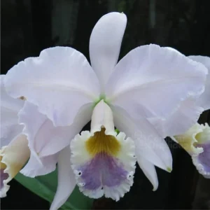 Cattleya Labiata F. Coerulea - Sem Flor