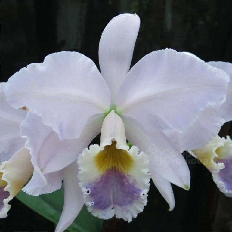 Cattleya Labiata F. Coerulea - Sem Flor