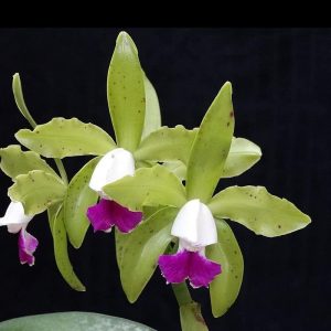 Cattleya Leopoldii F. Semi-Alba - Sem Flor