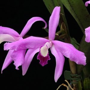 Cattleya Perrinii - Sem Flor