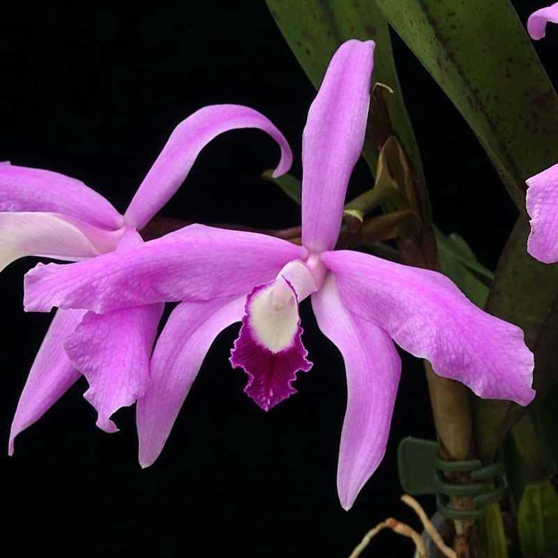 Cattleya Perrinii - Sem Flor