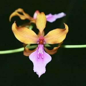 Cyrtochilum Umbrosum - Sem Flor