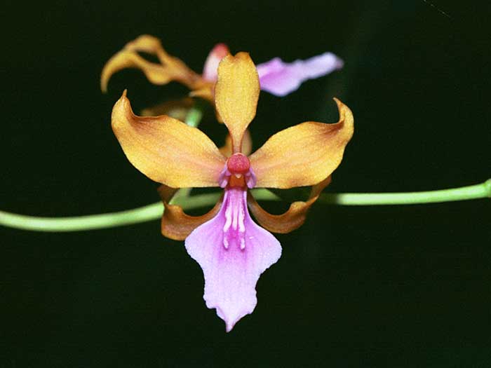 Cyrtochilum Umbrosum - Sem Flor