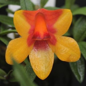 Dendrobium Swiss Mountain Palace - Sem Flor