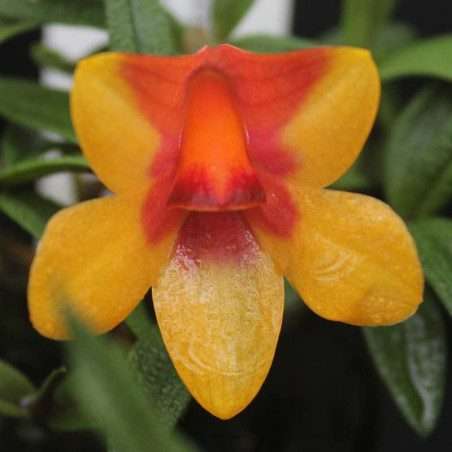 Dendrobium Swiss Mountain Palace - Sem Flor