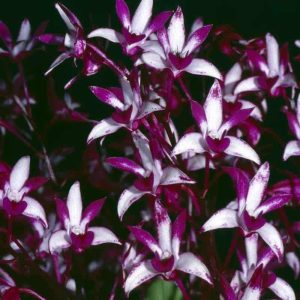 Dendrobium Warragul 'Magenta' - Sem Flor