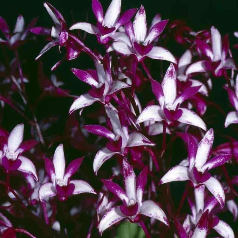 Dendrobium Warragul 'Magenta' - Sem Flor