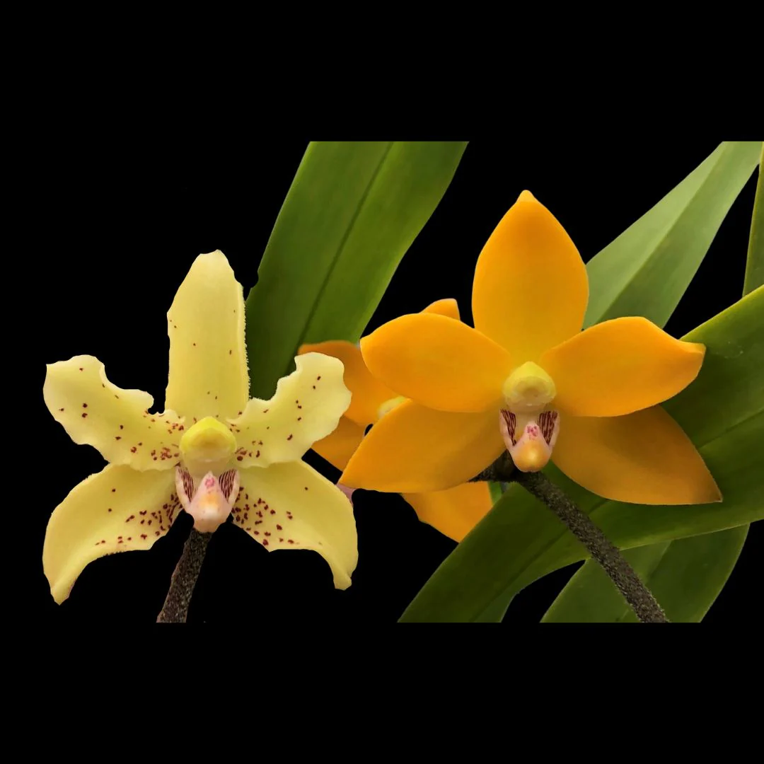 Dimorphorchis Rossii - Sem Flor
