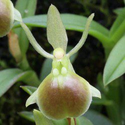 Epidendrum Mathewsii - Sem Flor