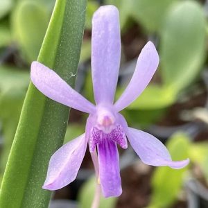 Holcovanstylis Judy'S Charm - Sem Flor