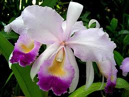 Cattleya Trianae - Sem Flor