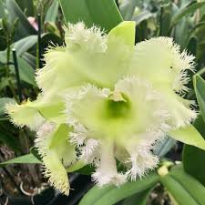 Rhyncholaeliocattleya Golf Green 'Hair Pig' - Sem Flor