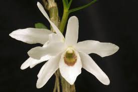 Dendrobium Moniliforme 'Siroaya' - Sem Flor