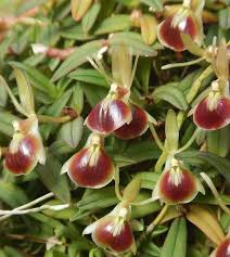 Epidendrum Peperomia - Sem Flor
