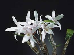 Dendrobium Moniliforme 'Matsushima Sekkoku' - Sem Flor