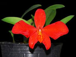 Cattleya Teupels Feurerzwerg - Sem Flor