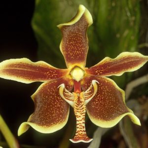 Paraphalanopsis Labukensis - Sem Flor