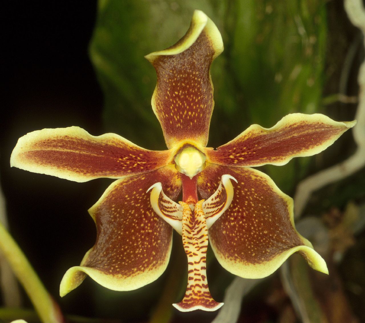 Paraphalanopsis Labukensis - Sem Flor