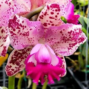 Rhyncholaeliocattleya Water Song 'Loli Cat' - Sem Flor