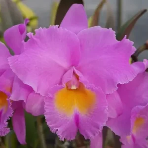 Rhyncholaeliocattleya Triumphal Coronation 'Seto' - Sem Flor