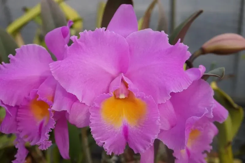 Rhyncholaeliocattleya Triumphal Coronation 'Seto' - Sem Flor