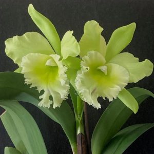 Rhyncholaeliocattleya Sung Ya Green 'Dragon King' - Sem Flor