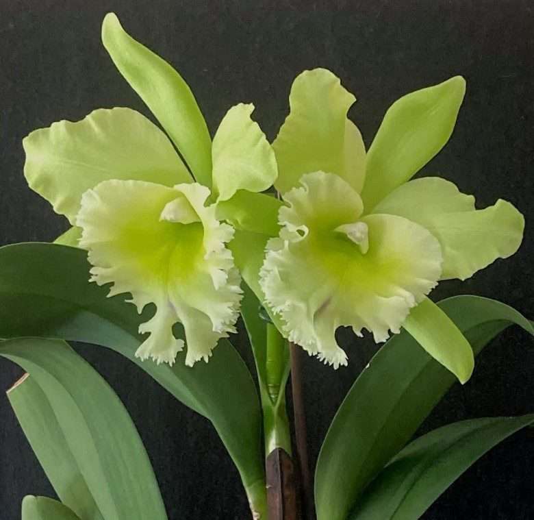 Rhyncholaeliocattleya Sung Ya Green 'Dragon King' - Sem Flor