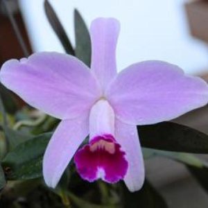 Cattleya Newberry Sprite - Sem Flor
