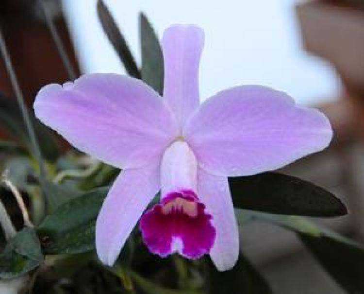 Cattleya Newberry Sprite - Sem Flor