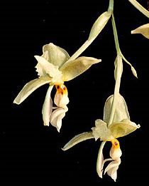 Stanhopea Species - Sem flor