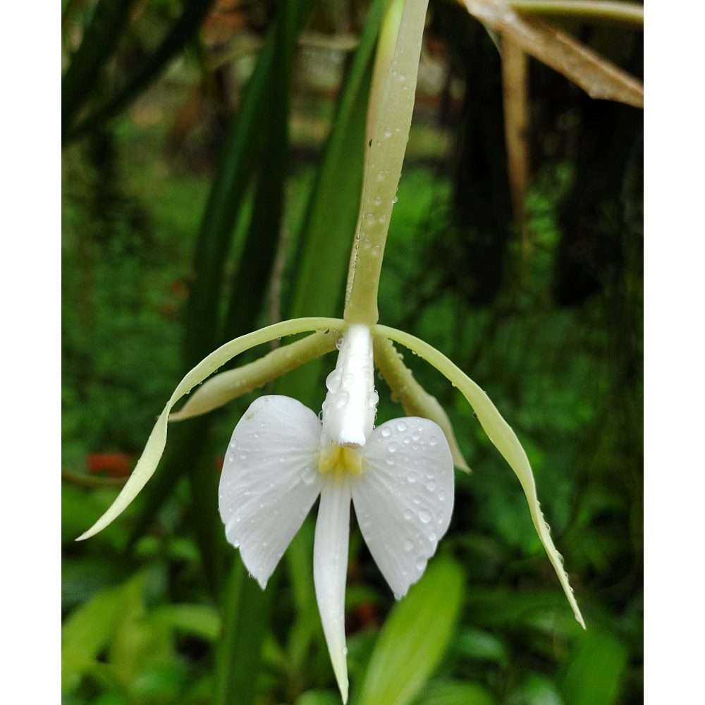 Epidendrum Parkisonianum - Sem Flor