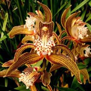 Cymbidium Tracyanum - Sem Flor