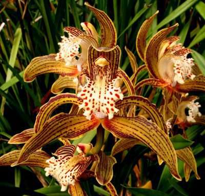 Cymbidium Tracyanum - Sem Flor
