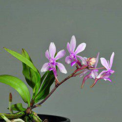 Vandaenopsis (V. Falcata X Phal. Taenialis) -  Sem Flor