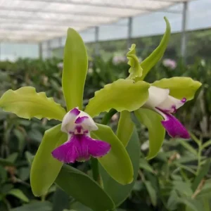 Cattleya Leopoldii F. Semi-Alba - Sem Flor