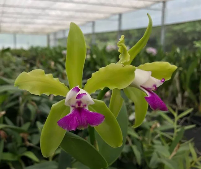 Cattleya Leopoldii F. Semi-Alba - Sem Flor