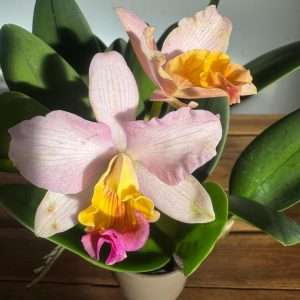 Cattleya V.12