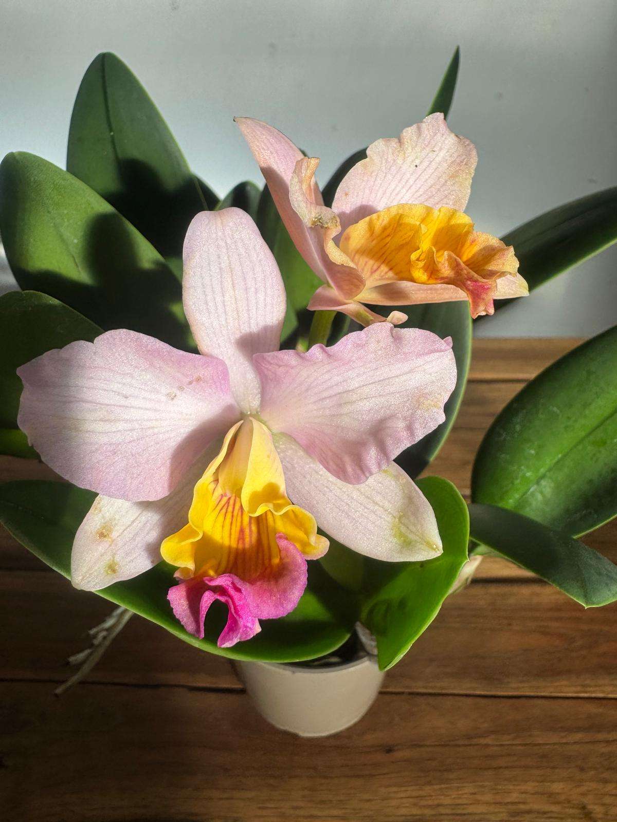 Cattleya V.12
