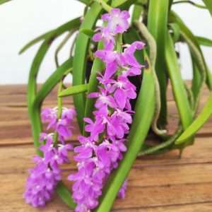 Aerides Rosea