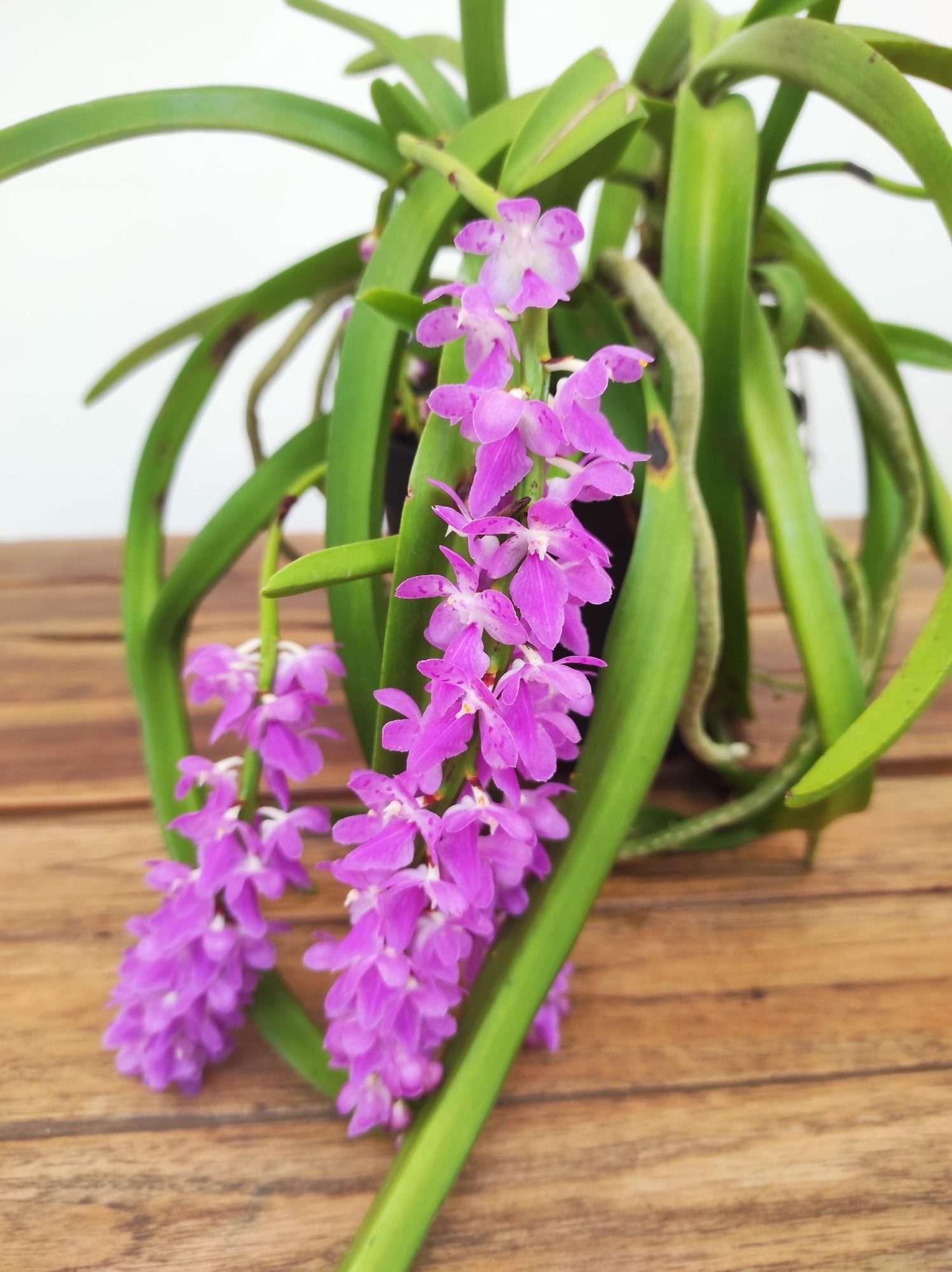 Aerides Rosea
