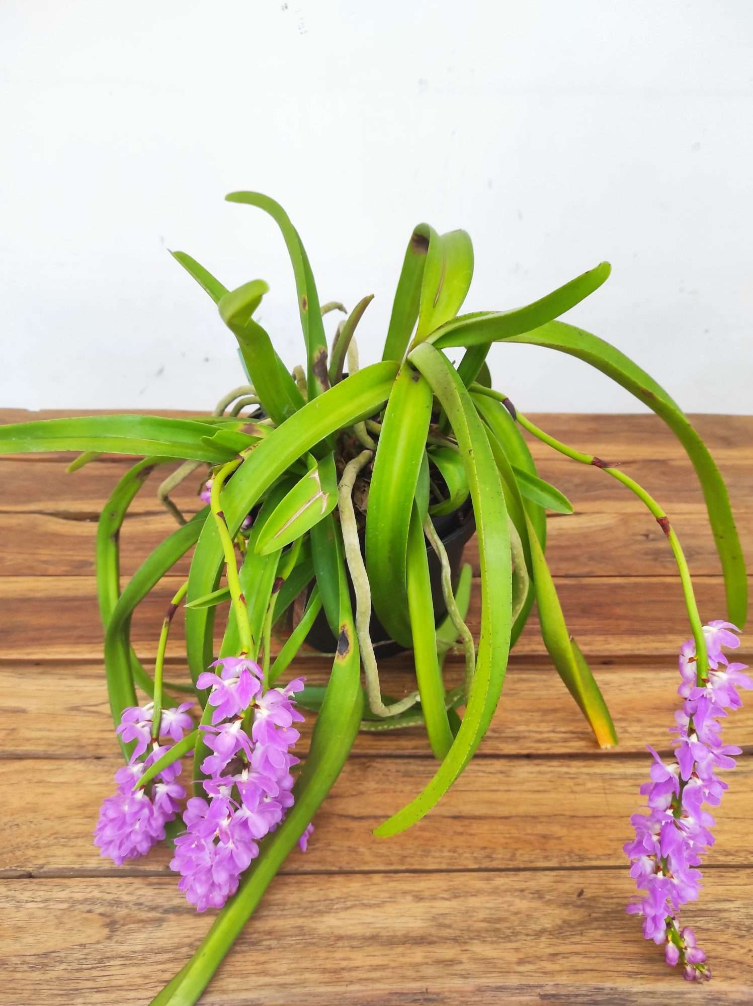 Aerides Rosea - Image 2